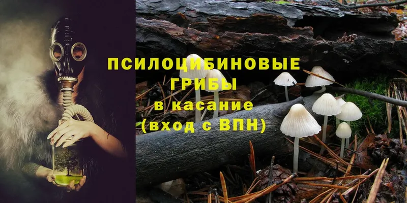 Псилоцибиновые грибы Psilocybe  Малоархангельск 